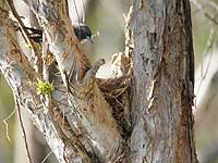 White-breasted Woodswallow nest